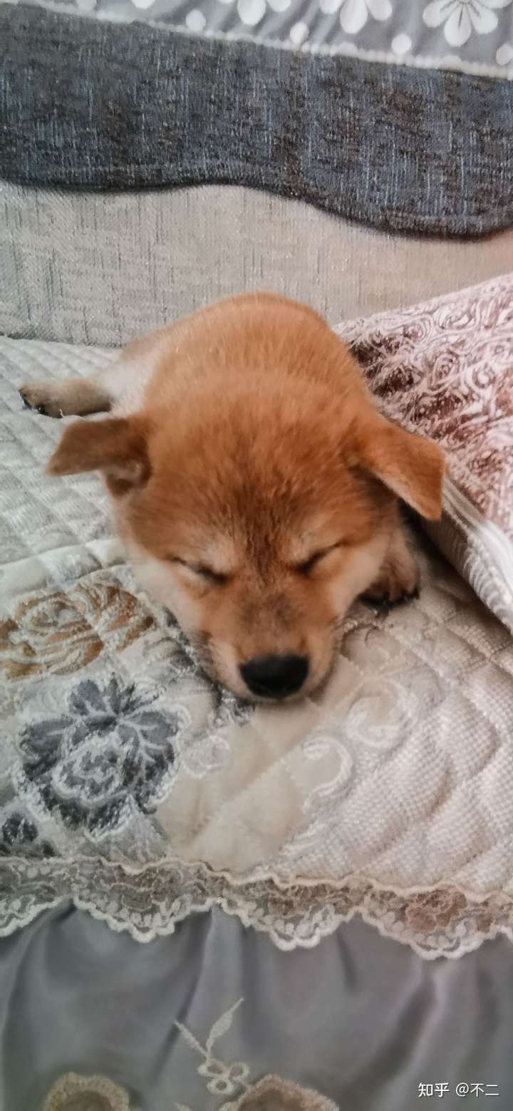 这是纯种柴犬吗?感觉有点奇怪?
