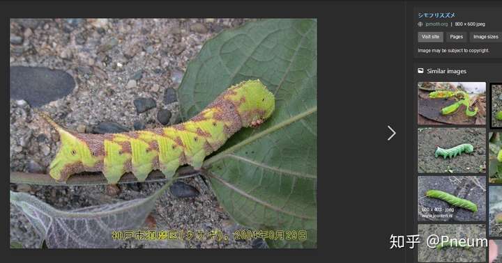 请问这是什么蛾子的幼虫?