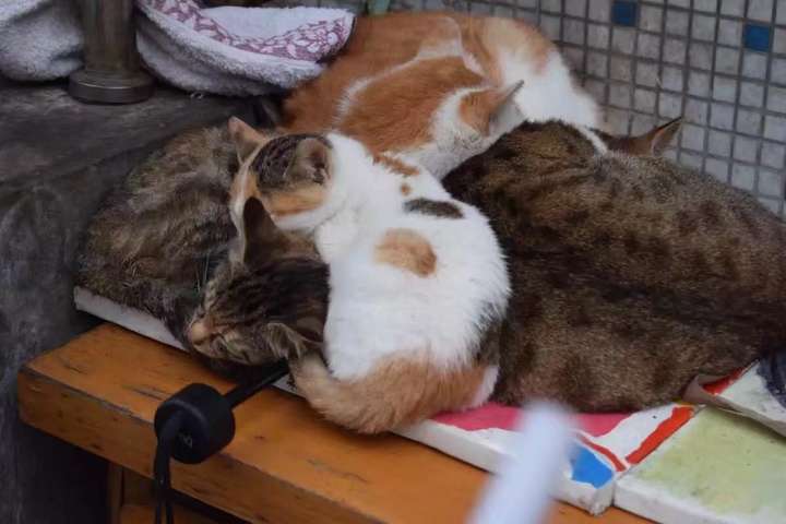 壁纸 动物 狗 狗狗 720_480