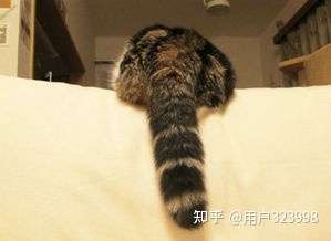 拽猫咪的尾巴!是万万不能做的动作!