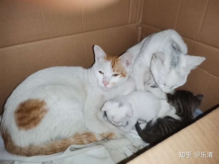 土猫可以当成宠物猫养吗?