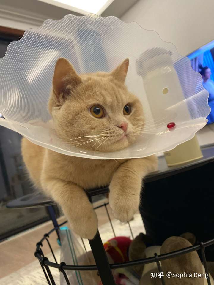 猫真的会被打服吗