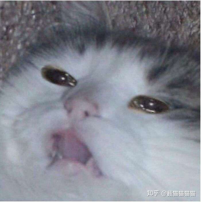 流泪猫猫头的原图是哪一张?