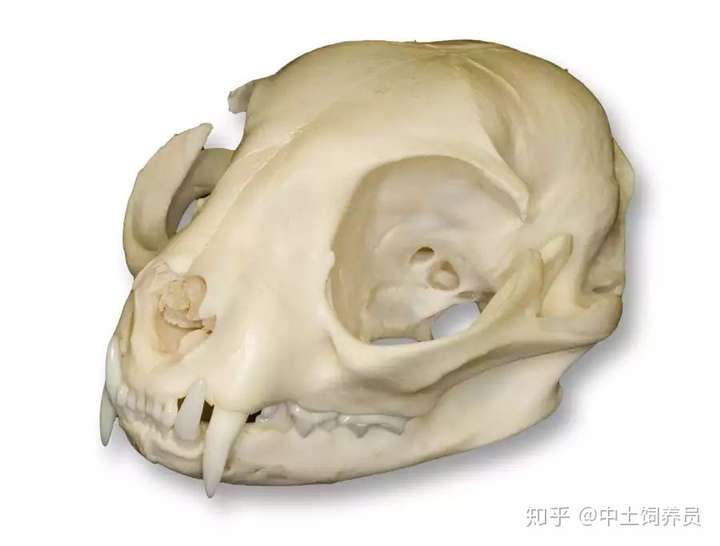 家猫头骨