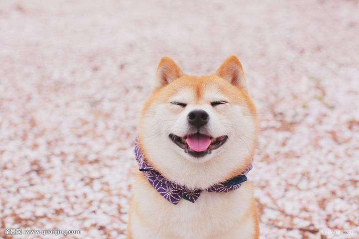 为什么柴犬的笑容这么治愈?