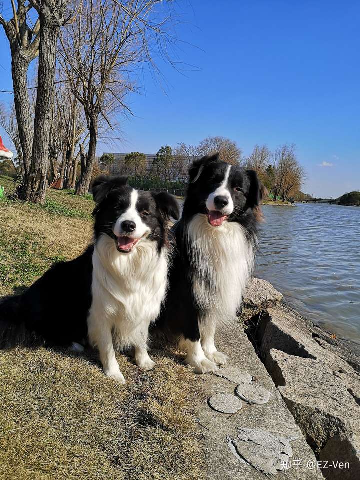 边牧幼犬怎么选,立耳的幼犬是不是比折耳的运动量大?