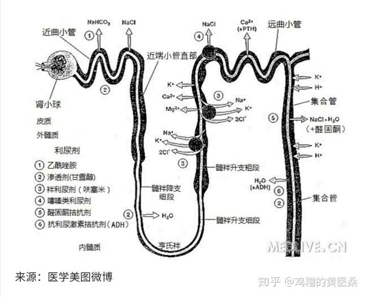 呋塞米(速尿):作用于肾脏髓袢升支粗段髓质部和皮质部.