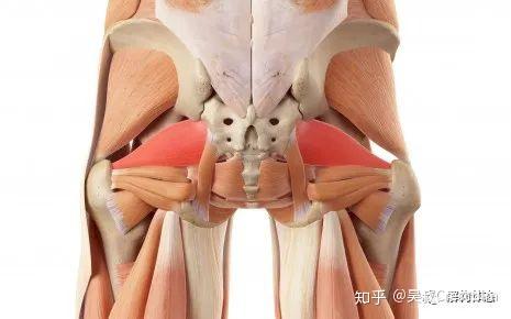 改善臀腿痛&坐骨神经痛:梨状肌扳机点的综合处理
