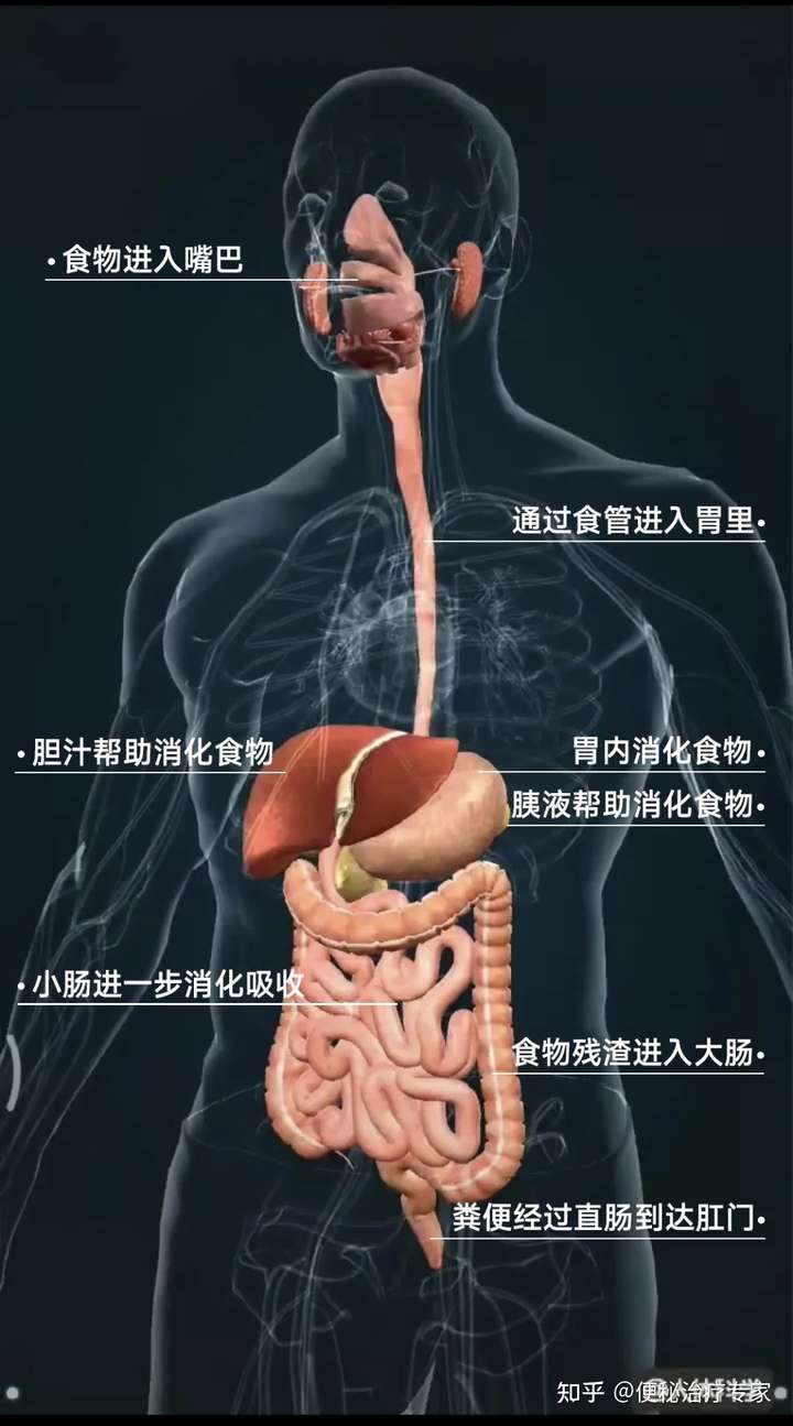 图源:人体科学