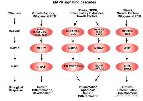 丝裂原活化蛋白激酶mapk(mitogen-activated protein kinase)是信号从