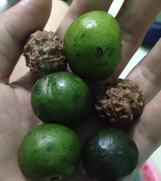 金刚菩提赌青皮你伤的起吗