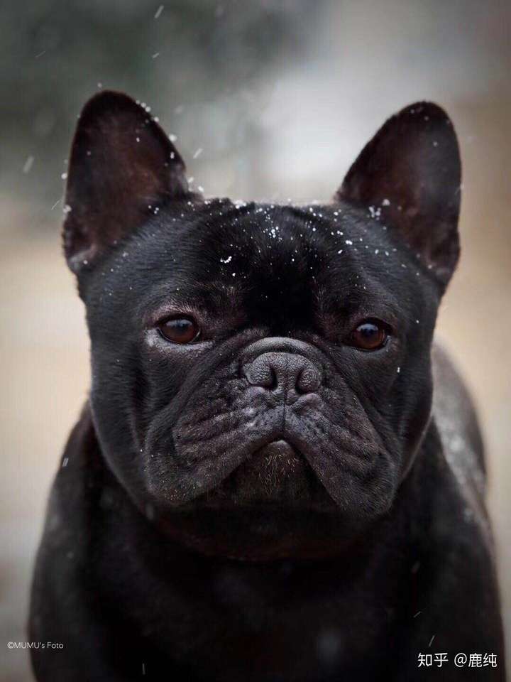 奶油斗斗牛犬聪明吗?