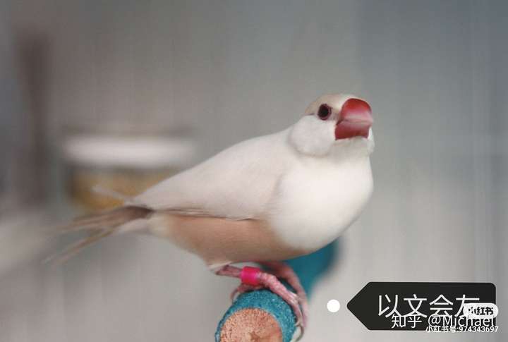 最后,用我的黄金文鸟,红眼银文鸟镇楼