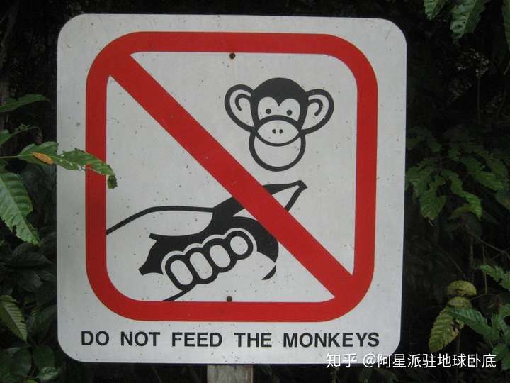 我去过几个国外的野生猴子栖息地,都有醒目的标牌提示: 禁止喂猴!