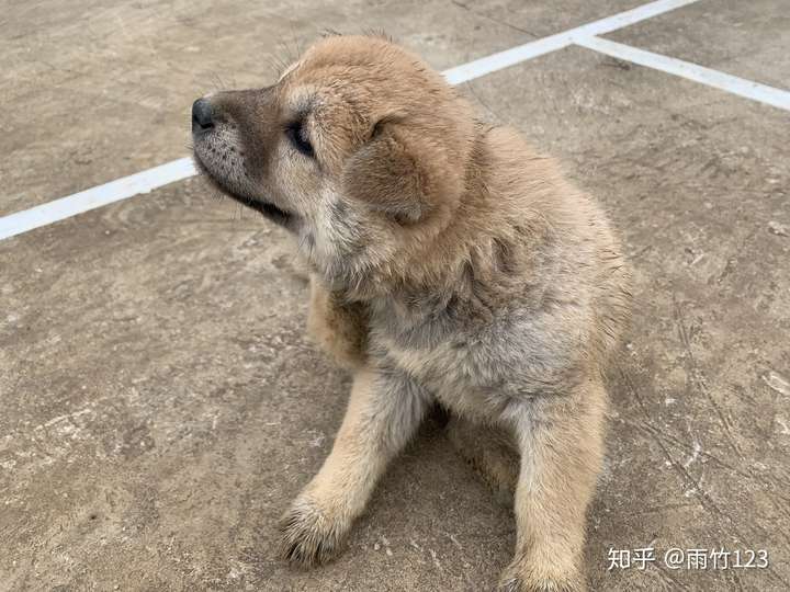 中华田园犬的颜值可以多低?