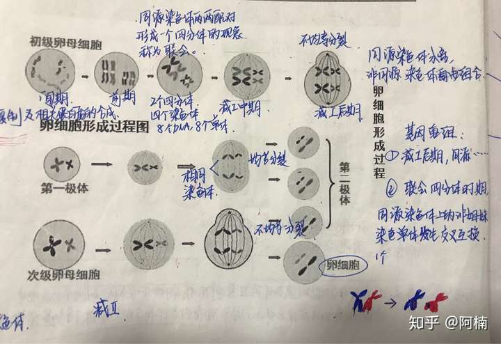 如何理解"在减数分裂过程中,非同源染色体及非姐妹染色体单体间发生