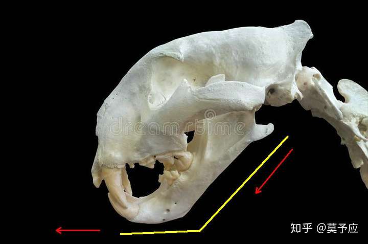 老虎头骨,注意下颌这个折角