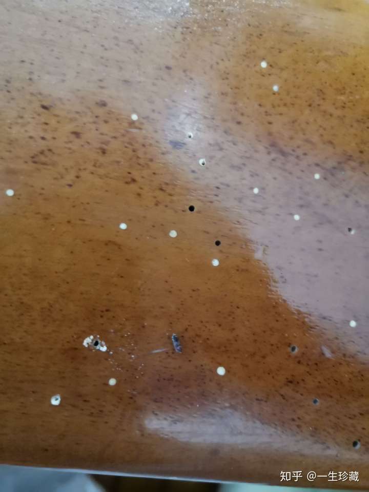 家里的沙发出现很多虫孔想问问是不是白蚁洞