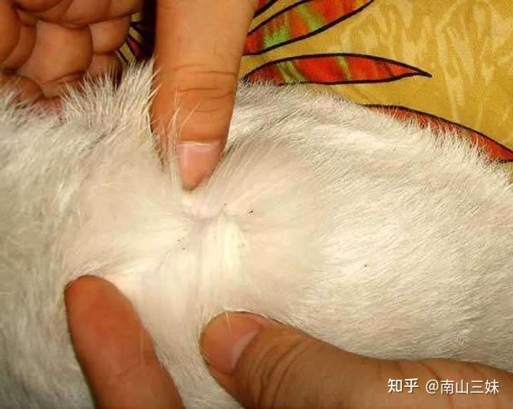 猫蚤:猫蚤是目前城市中最为常见的一种跳蚤,体形小,褐色,没有脖子.