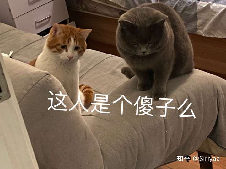 你有哪些关于猫狗的表情包?