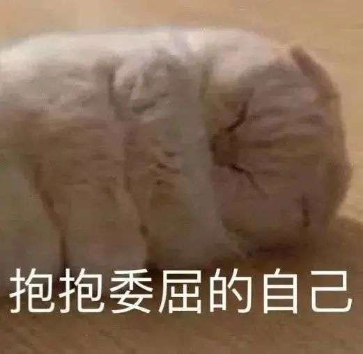 有没有超委屈的猫猫表情包动图