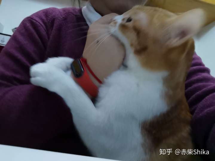 反而是女生上来就摸肉垫用很快的速度拉猫的手,轻则是女生太喜欢柔软