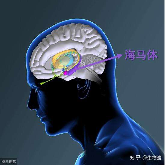 57人 赞同了该文章 海马体存在于人类以及其他脊椎动物脑内,参与短期