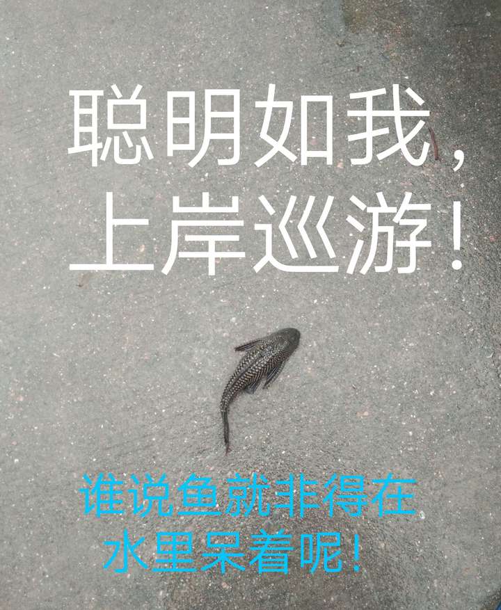 我真是太聪明了!