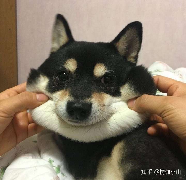 有没有带狗狗的情侣头像?或者其他好的情头.