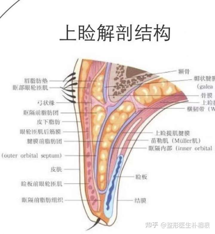 隔双眼皮一定会留疤吗?