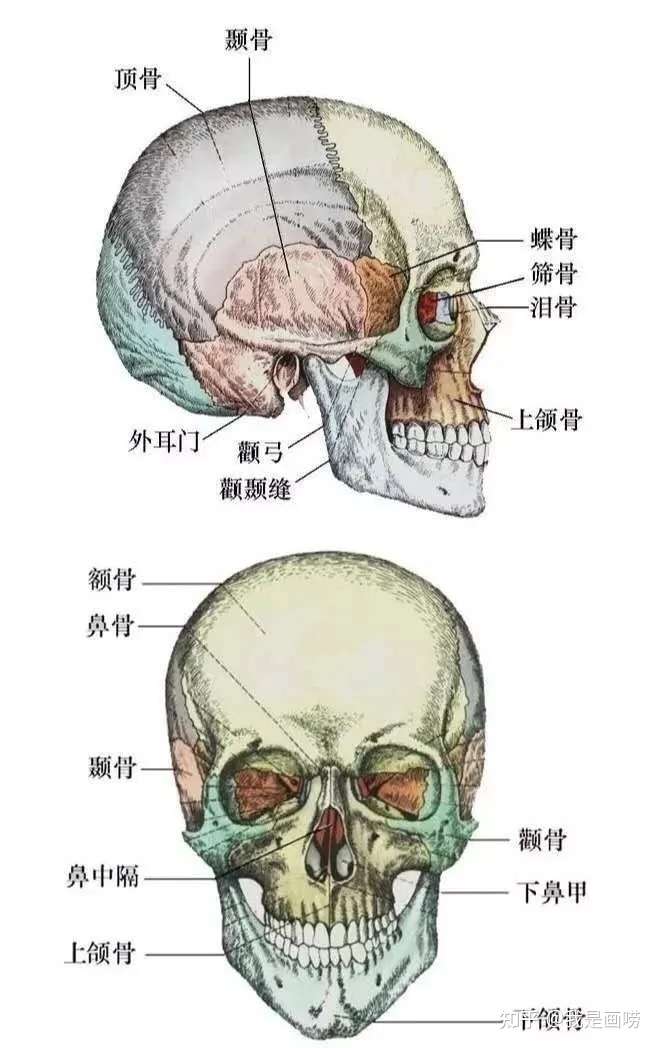 关于头骨,仅需知道它是 上大下小的,另外, 后脑勺是凸出来的