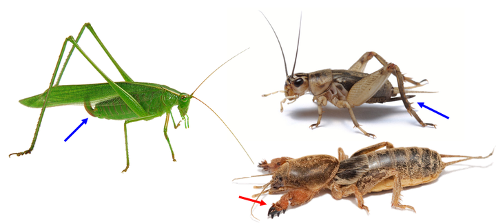 蛐蛐,蟋蟀,蝈蝈,蚂蚱,蚱蜢,蝗虫,有哪些区别?