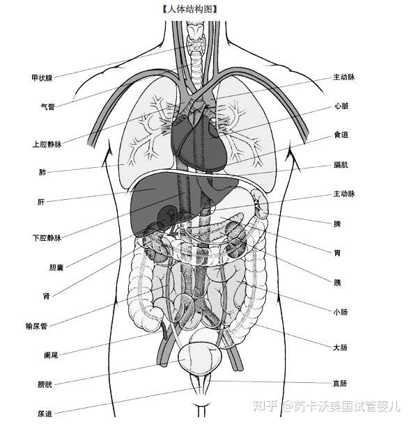 女人用子宫生孩子,大家肚子都一样,男人又没有子宫,那么肚子空出来的