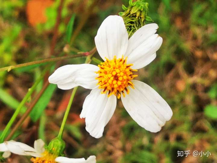 白花鬼针草