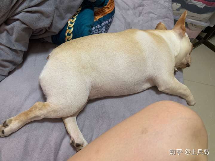 柴犬和法斗哪个好?