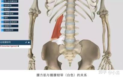 腰方肌的解剖生活中腰痛的病人随处可见,而大部分人去医院