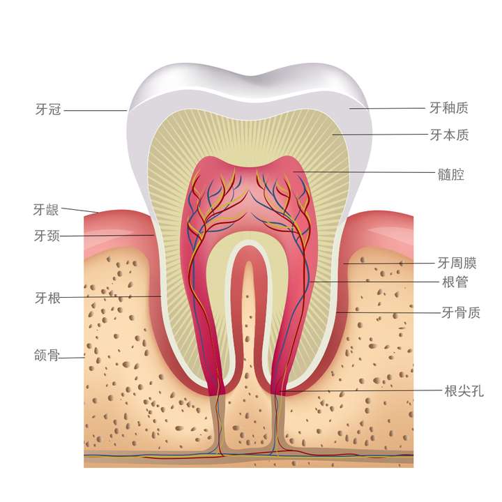 牙髓组织位于牙齿内部的牙髓腔内,是牙体组织中唯一的软组织.