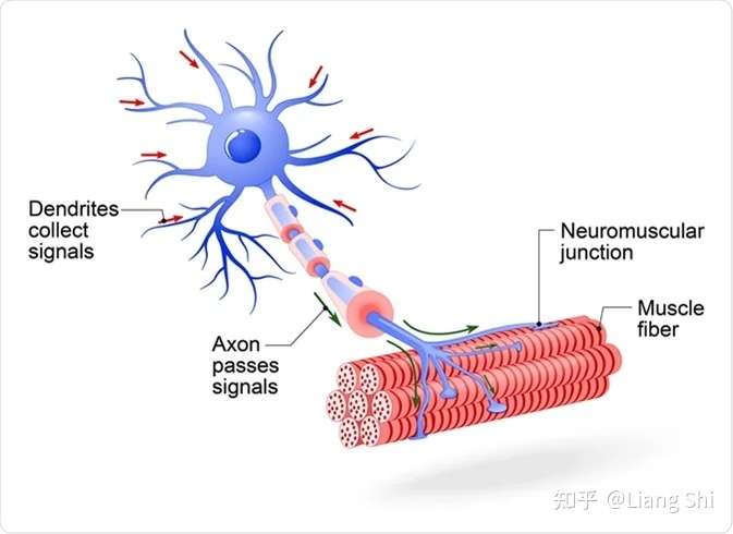 感觉神经细胞通过感受器感受到刺激(火的炙烤,并将刺激信号传递到