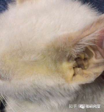 猫得了球虫怎么治疗和预防