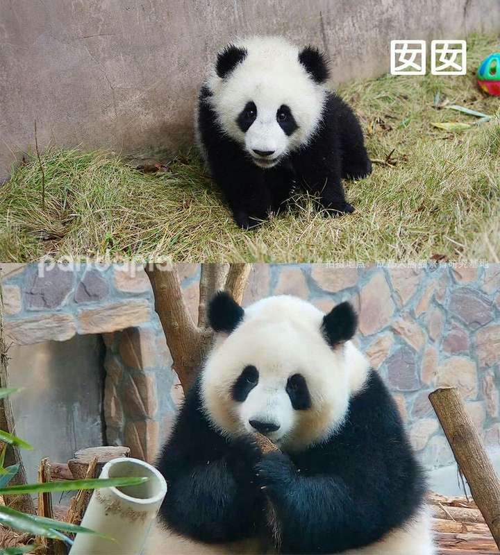 大熊猫胖达中谁比较帅(美),比较能吃的都有谁?