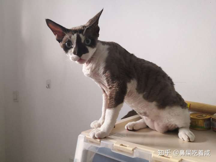 德文卷毛猫会不会成为下一个大火的品种猫