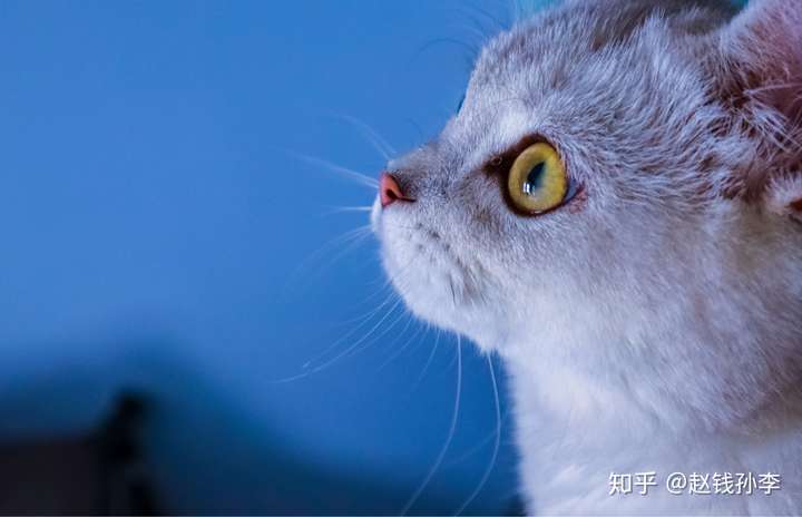 可以看一下你们的猫咪侧颜嘛?