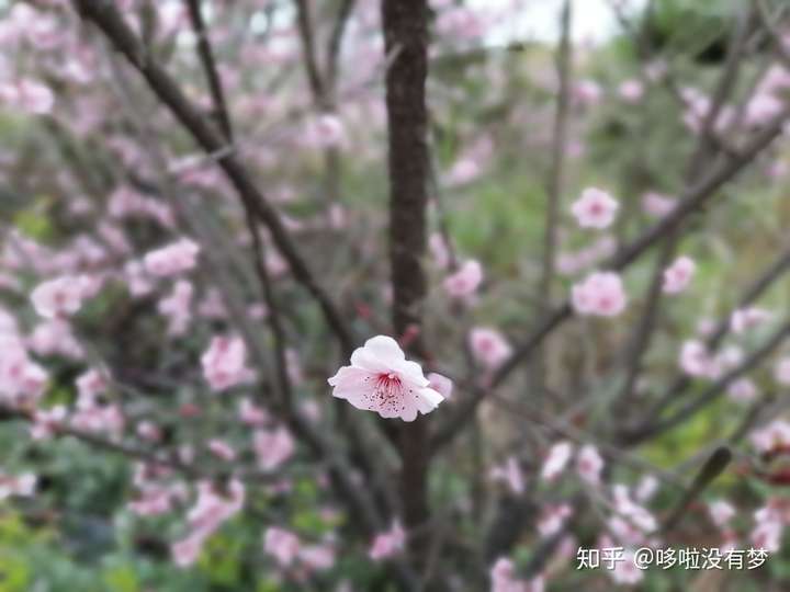 大光圈模式还可以,如图: 都是些花花草草,拍出来原片还是有点像用相机