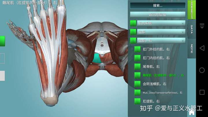 由小腹的耻骨部位向后到达肛门上方的尾骨,所以称为耻尾肌