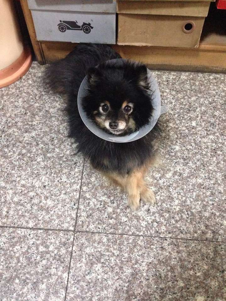 养铁包金博美是种怎样的体验