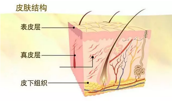 q4:线雕是将线埋到皮肤的哪个层次?埋浅或者埋深了有什么区别吗?