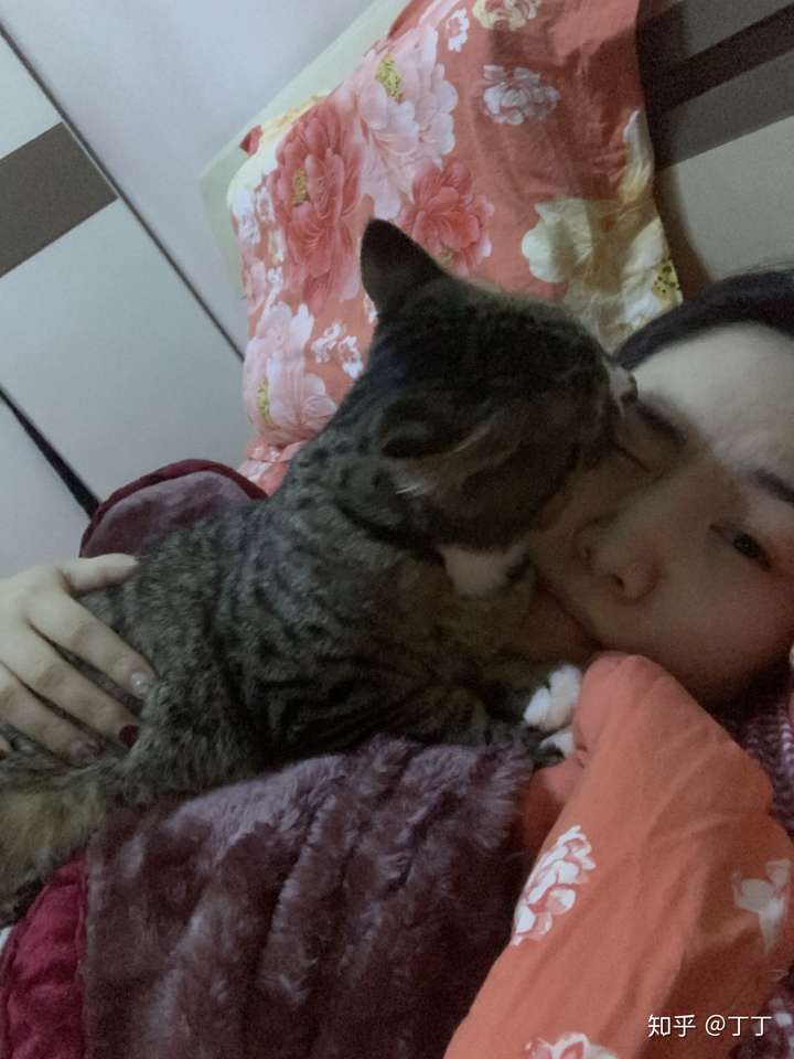 狸花猫真的认主人吗