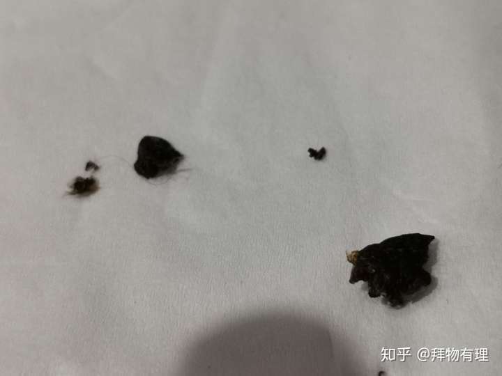 掏出来但没有右耳大,也是黑赭色的,总之是耳结石