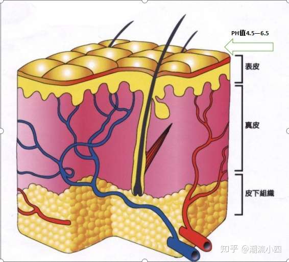 皮肤结构