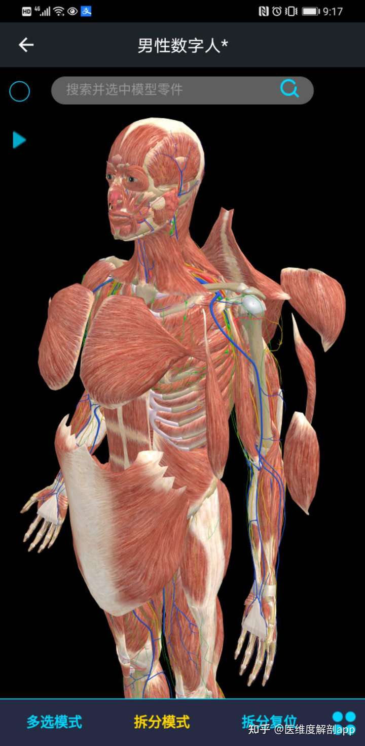 医维度3d人体解剖软件手机版 医维度解剖app的视频  · 1004 播放